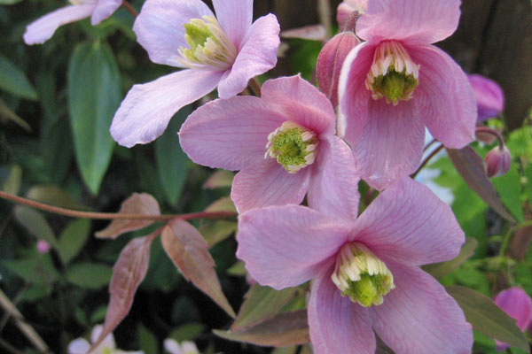 Elizabeth Montana Clematis